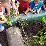 Children excitedly gather around a garden bed as one child pulls a potato plant from the soil