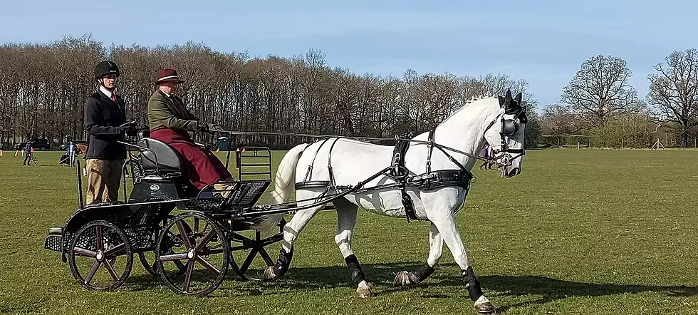 Carriage driving lesson with white horse and carriage
