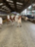 cows in a farm