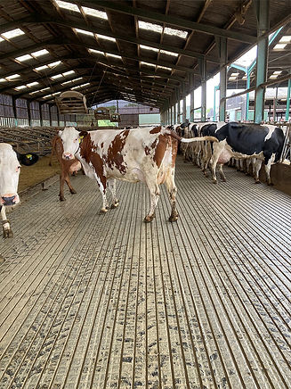 A group of brown and white cows stands on a slatted floor in a large, open barn
