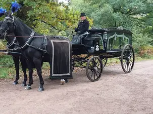 Two black horses pulling a traditional black horse-drawn hearse with a driver in a top hat