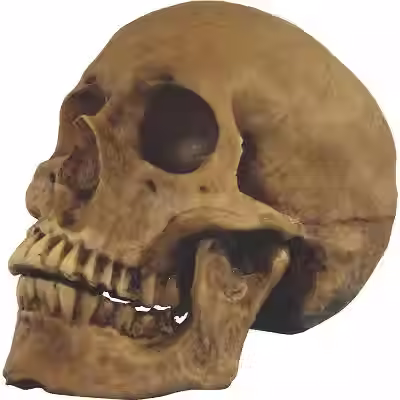 Resin Skull