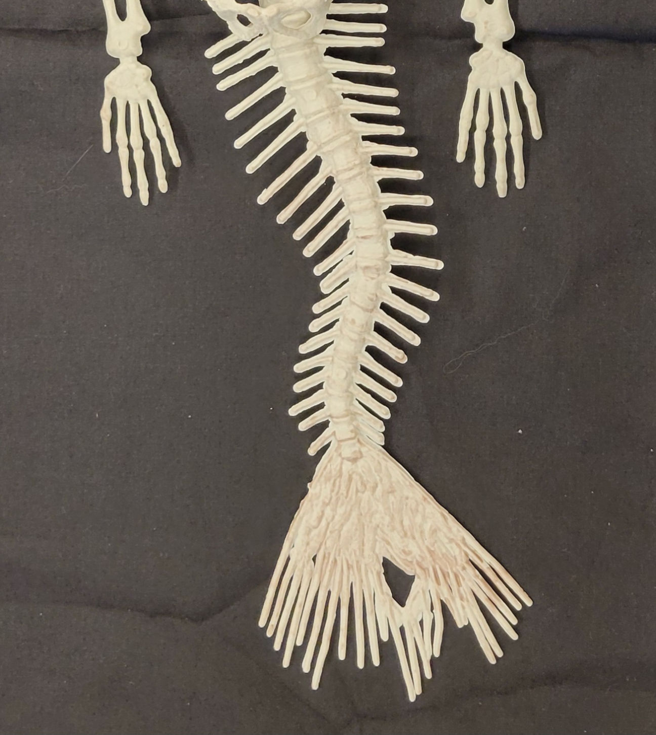 Mermaid Skeleton