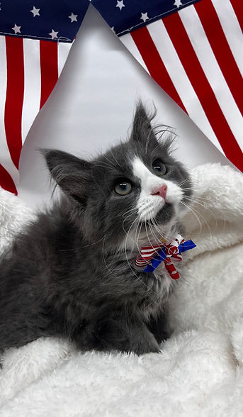 Bugsy M 12 weeks.jpg