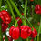 Thumbnail: 7 Pot Red Chilli Seeds