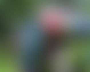 Crochet in the Park, Kingston City Park