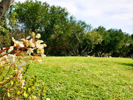 תחזוקת גינה בבית הלוי