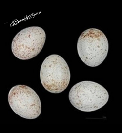 ابلق1