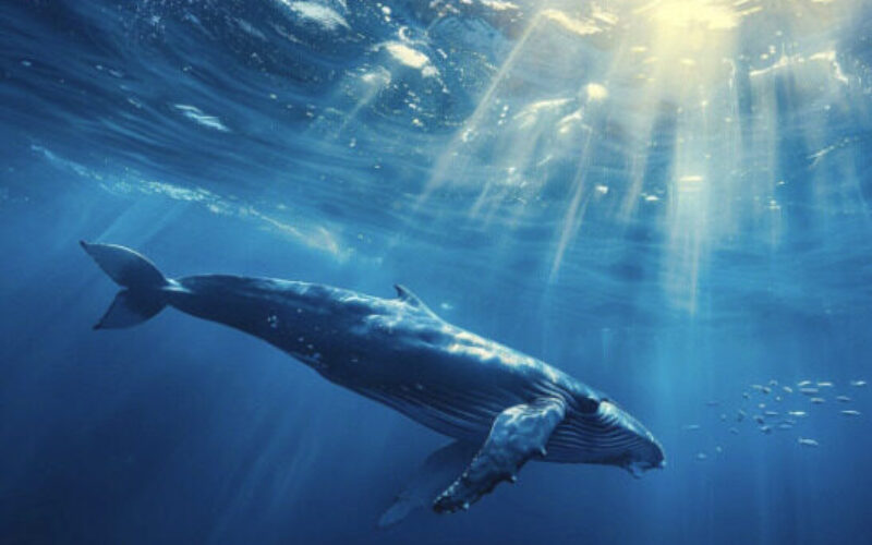 BIMCO ve ICS, Gemi Gürültüsünü Azaltmak İçin Rehber Yayınladı