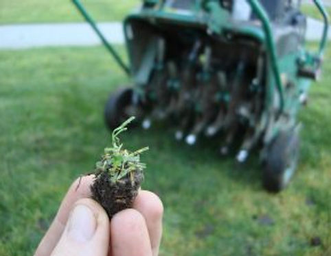Lawn Aeration