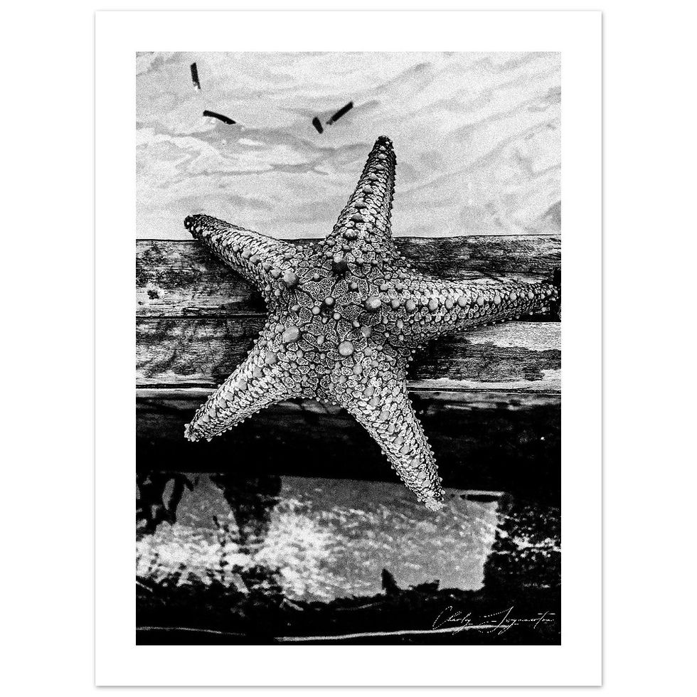 Thumbnail: STARFISH II