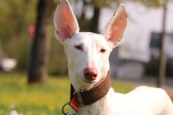 93867453_2981614961874759_76397008619034