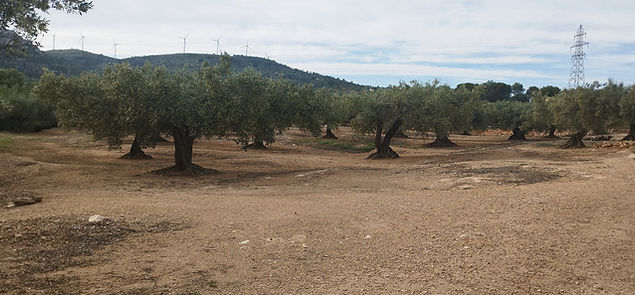 Grundstück für das Reservat.jpg