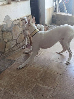 Luca2