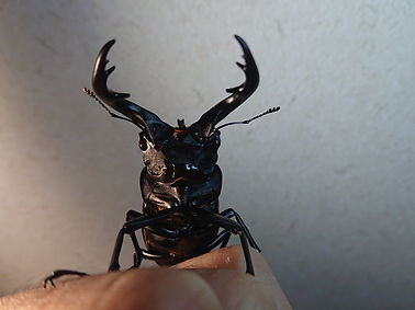アマミノコギリ2022.jpg