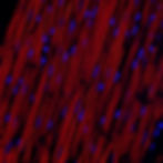 Highly organised cardiac cells of a human heart