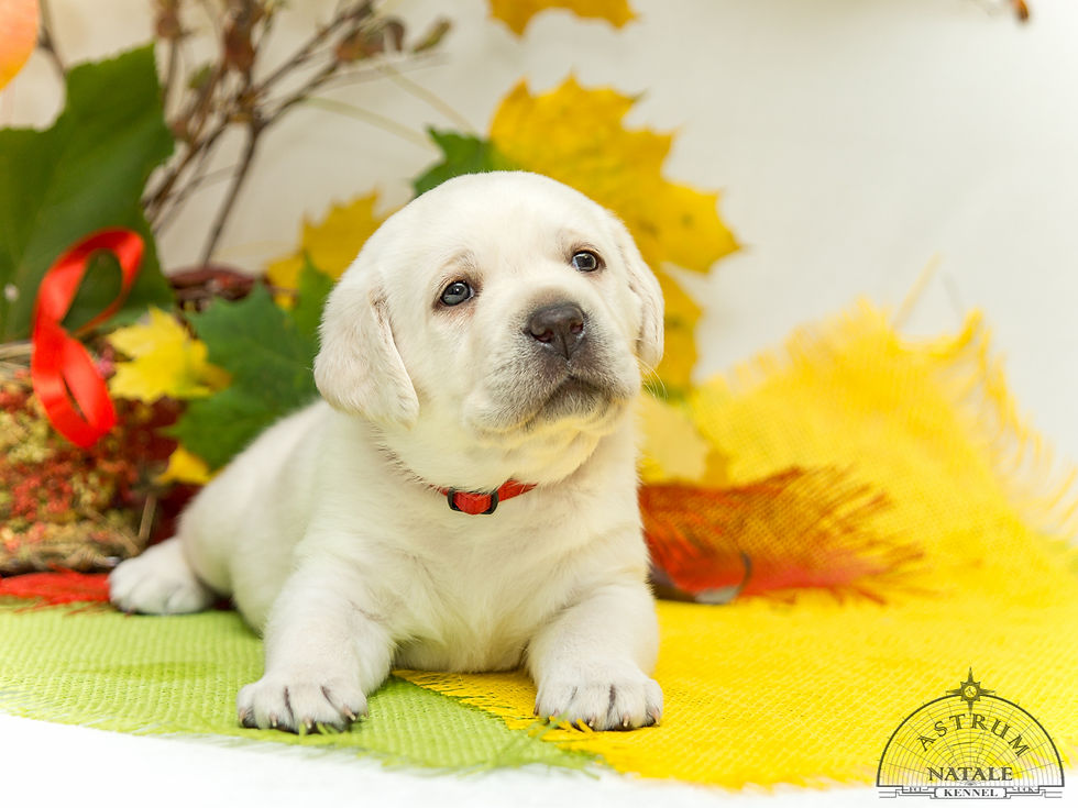 Девочка, Красная лента - 28 дней