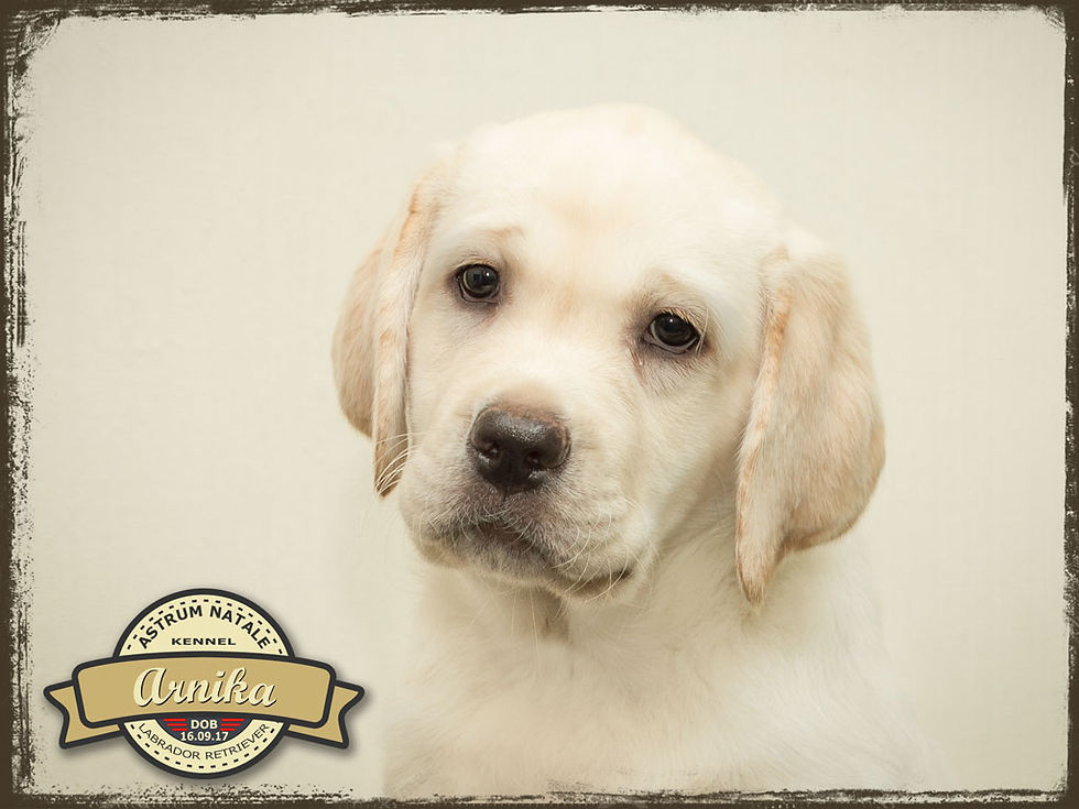 Astrum Natale Arnika - 63 days