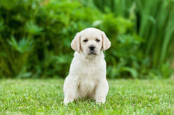 Рика - 45 дней