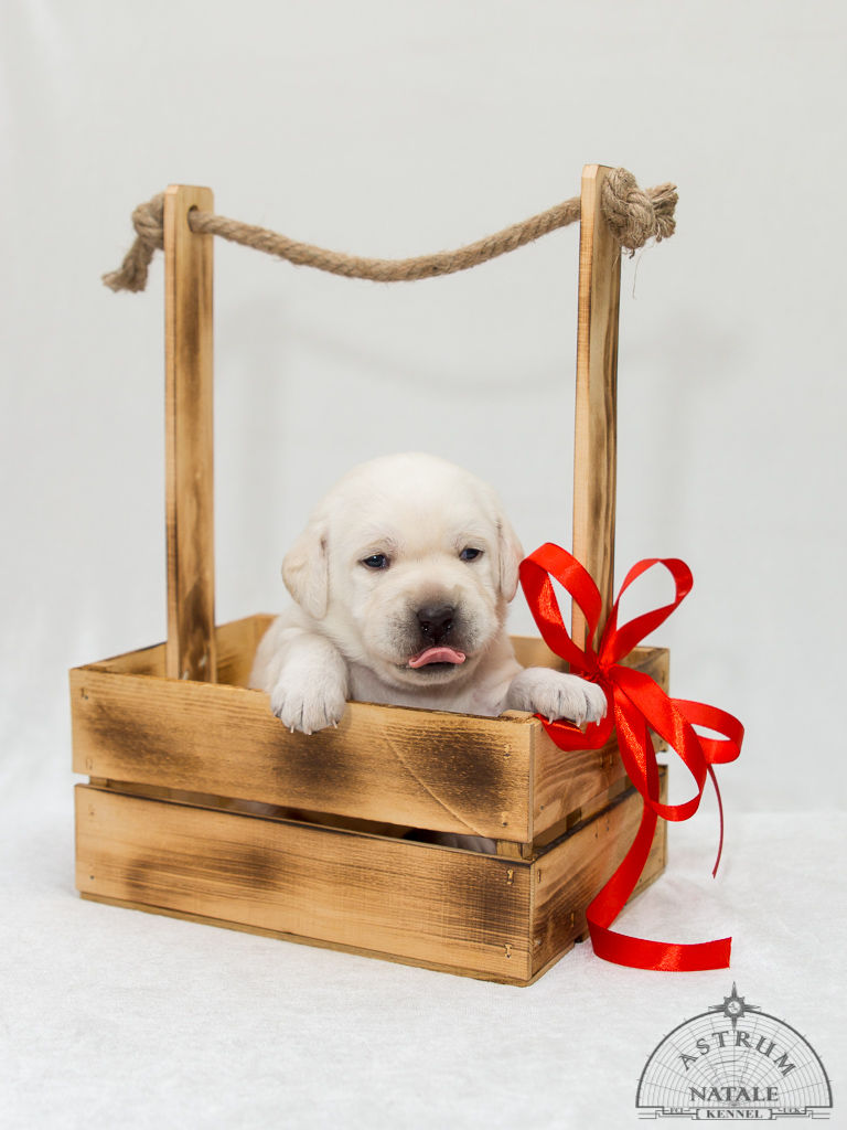 Девочка, Красная лента - 18 дней