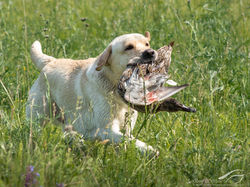 Arcabaleno State of Art (Райз)