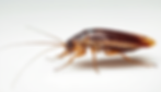 High-quality professional photograph of a cockroach for pest control website, realistic, d