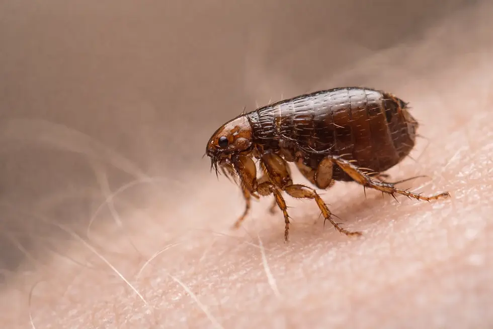 Flea-Control-NZ-How-to-Get-Rid-of-Fleas-in-Your-Home-on-Pets-1530x1020.webp