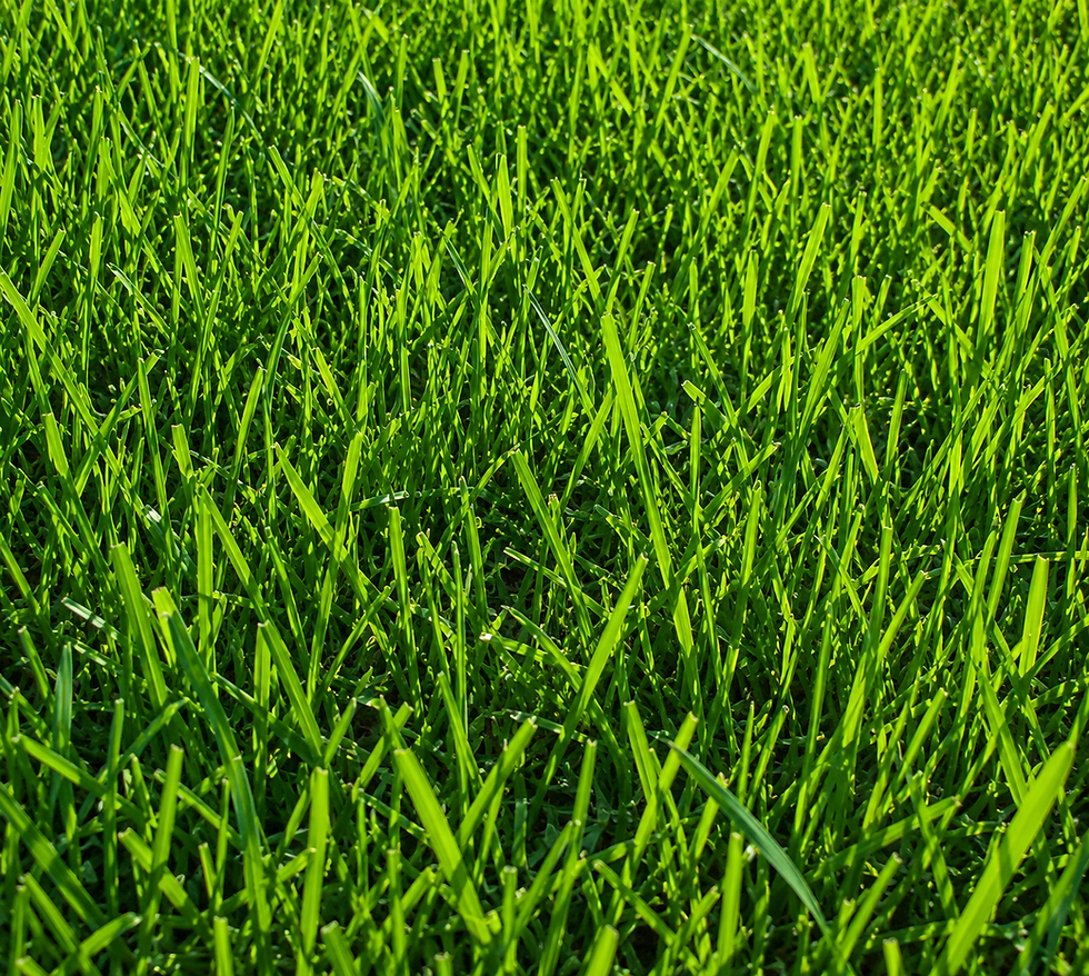 Healthy grass growth after soil rejuvenation and hydroseeding in Western North Carolina