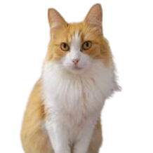 Testimonial pic of animal communication and healing with cat Bay