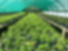 Nursery Outdoor 4 (1).HEIC