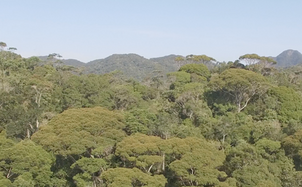 Projeto “Mata Atlântica” promove curso sobre Adaptação baseada em Ecossistemas