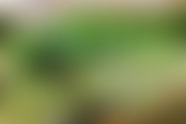 Plataforma Ambiental de Candidatos a Eleições Deste Ano