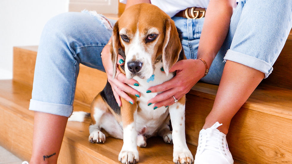 Can Pregnant Dogs Eat Chicken
