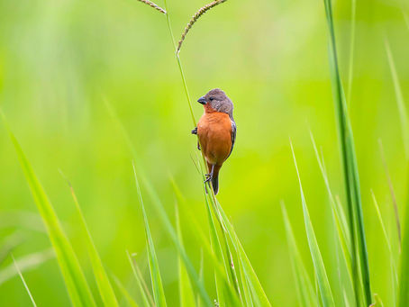 Ruddy-breasted seedeater