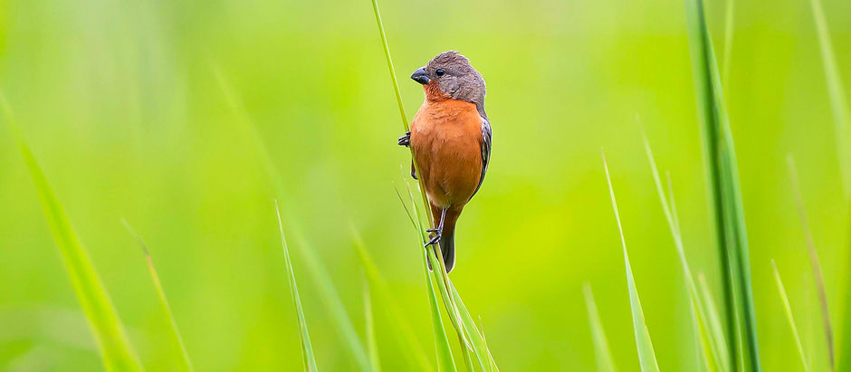 Ruddy-breasted seedeater