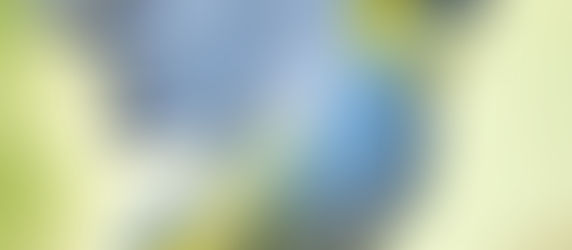 The beautiful Long-tailed Silky-flycatcher