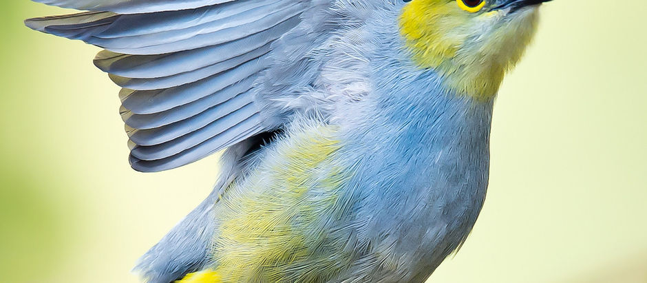 The beautiful Long-tailed Silky-flycatcher