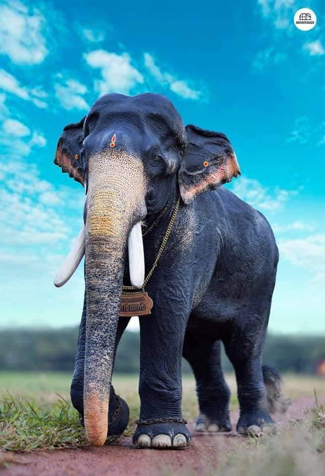 Mangalamkunnu Karnan 27 Inches Aanamaker