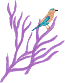 Illustration of Indian Roller bird