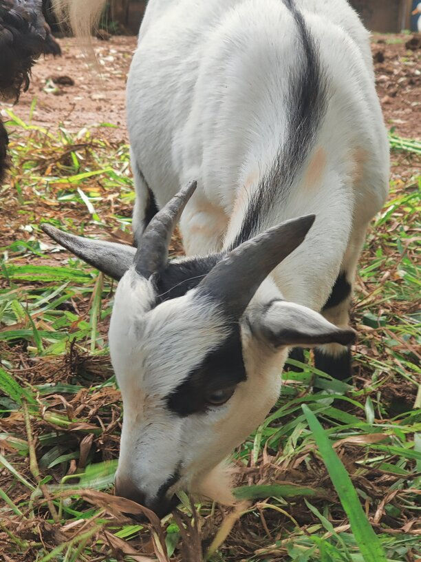 Dwarf Goats