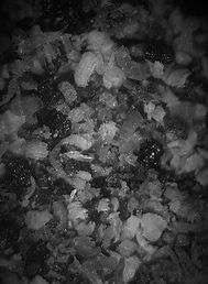 Endoskopie Fraß Scheibenbock - Büro Schröter