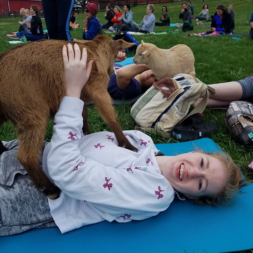 Goat Yoga