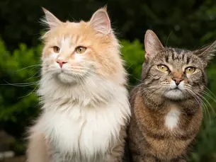 How are cats age calculated?