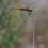 Thumbnail: Greeting card: Dragonfly, Galapagos Islands.