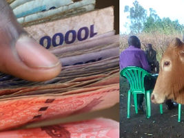 Breaking; Former Pader NRM Chairperson's Family Refunds 1million for a Stolen Bull