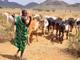 Karimojong Cattle Rustlers Raid Agago District, Stole 24 Heads of Cattle