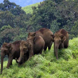 UWA Battles to End Conflicts Between Human & Wildlife Near Parks
