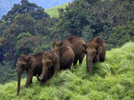 UWA Battles to End Conflicts Between Human & Wildlife Near Parks