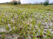 Hailstorm Destroys Acres of Crops, Livestock in Agago