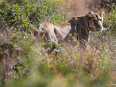 Pajule Residents in Panic as Stray Lion Kills One Sheep